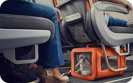 Moving logistics: belongings, pets, documents